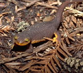 California Newt