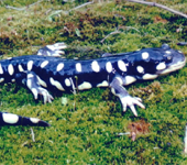 California Tiger Salamander