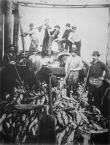 Scow load of Salmon, 1895