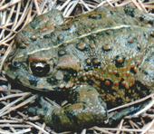 California Toad