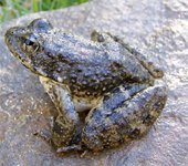 Foothill yellow legged frog