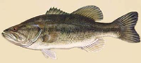 Largemouth Bass