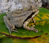 Pacific Tree frog